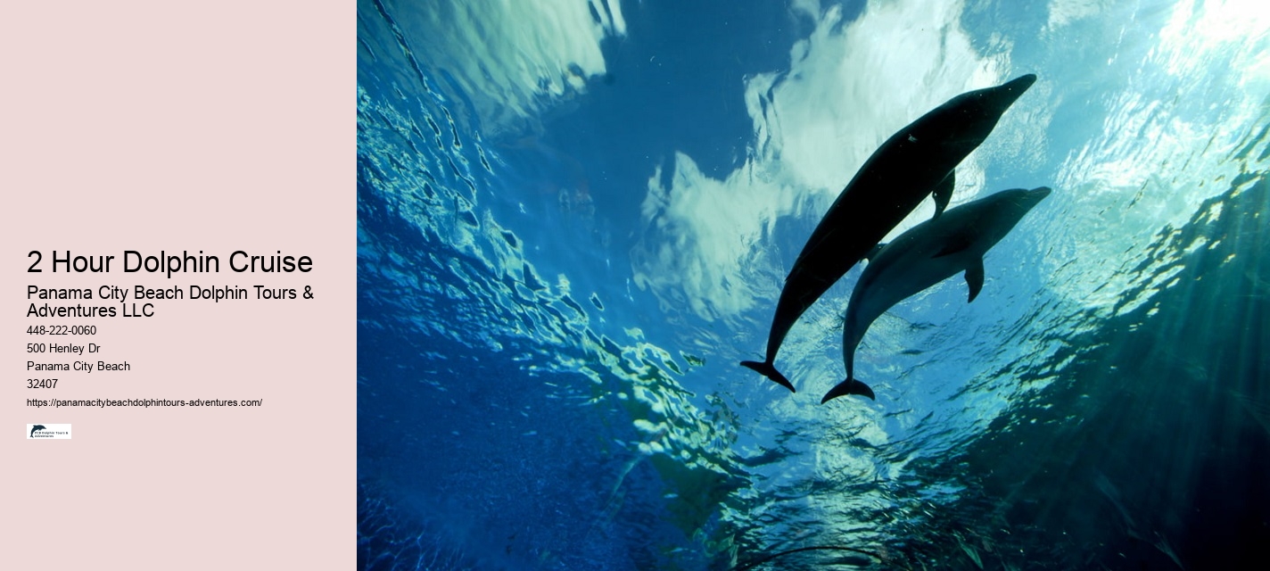 Panama City Beach Dolphin Experience Tours