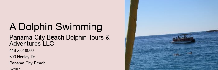 Are Dolphins Aggressive Towards Humans
