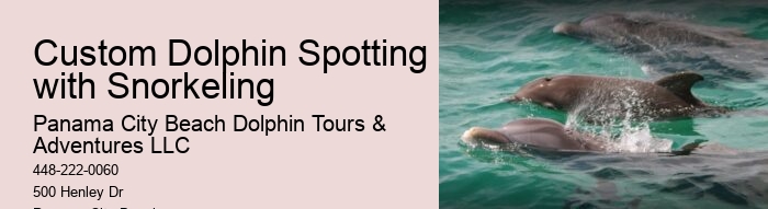 Split Premium Dolphin And Snorkeling Experiences