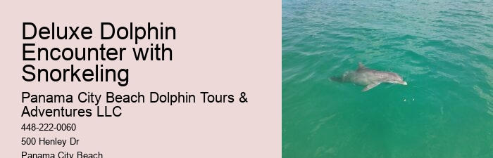 What is the best time of year to go on a dolphin tour in Panama City Beach