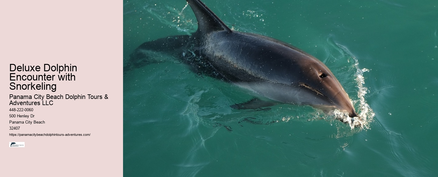 Panama City Beach dolphin adventures
