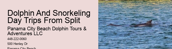 Dolphin watching adventures in Panama City Beach