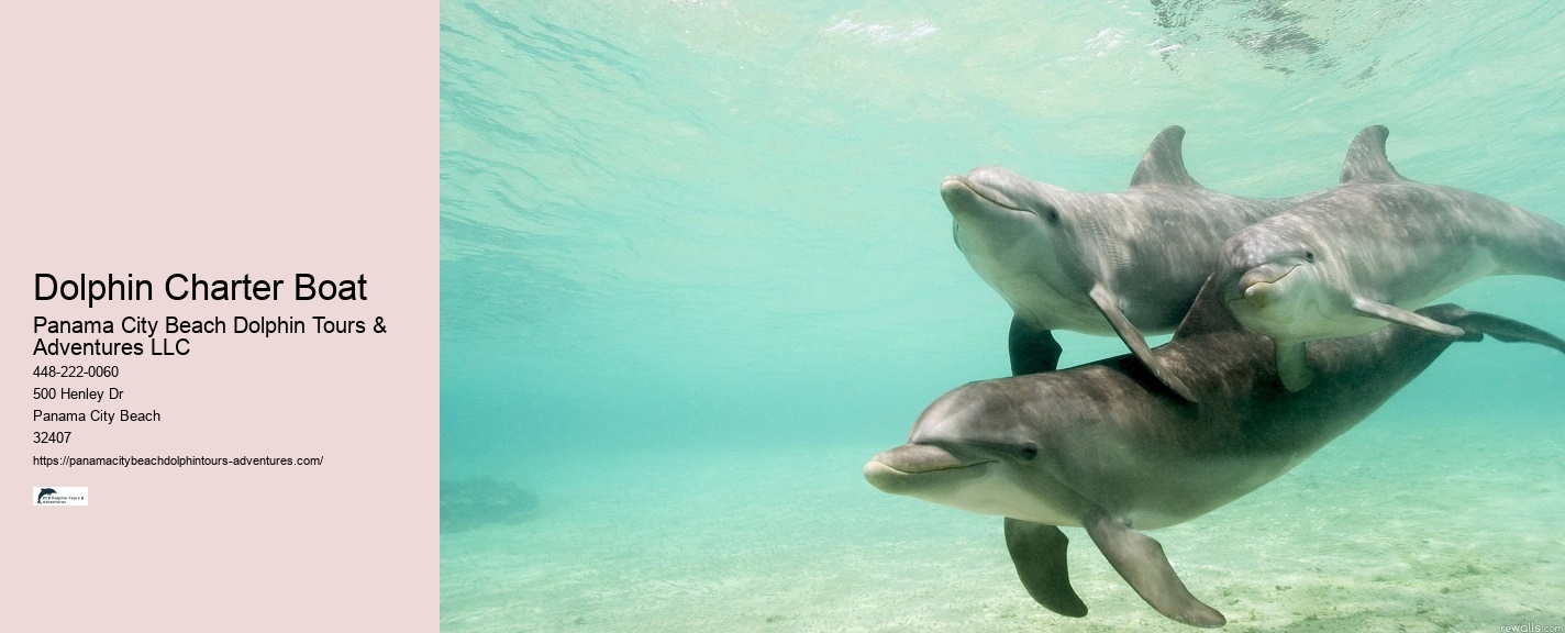 Panama City Beach dolphin adventure tours