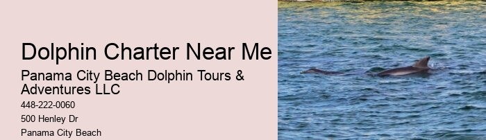 What Not To Do Around Dolphins