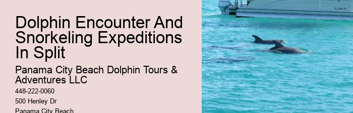 VIP Dolphin Swim and Snorkeling Tours