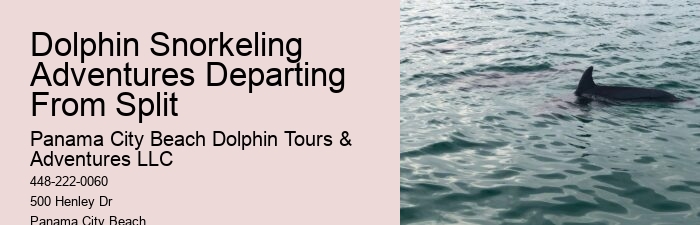 Charter Dolphin And Snorkeling Tours 2 Hours