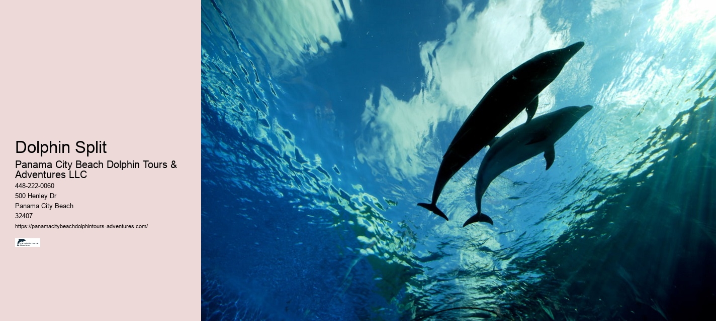 What Do You Wear To A Dolphin Encounter