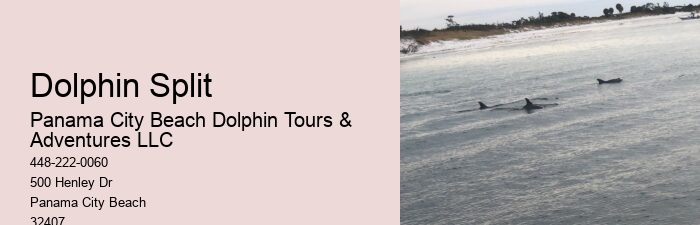 Can I Swim With Dolphins If I Can't Swim