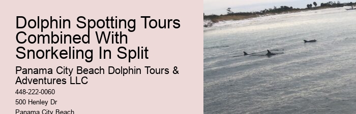 VIP Dolphin Discovery with Snorkeling