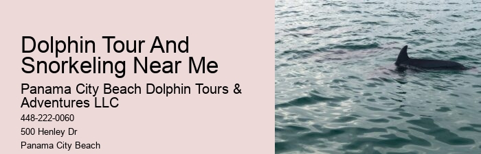 How To Interact With Wild Dolphins