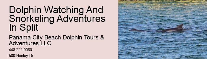 What Should You Not Do While Swimming With Dolphins