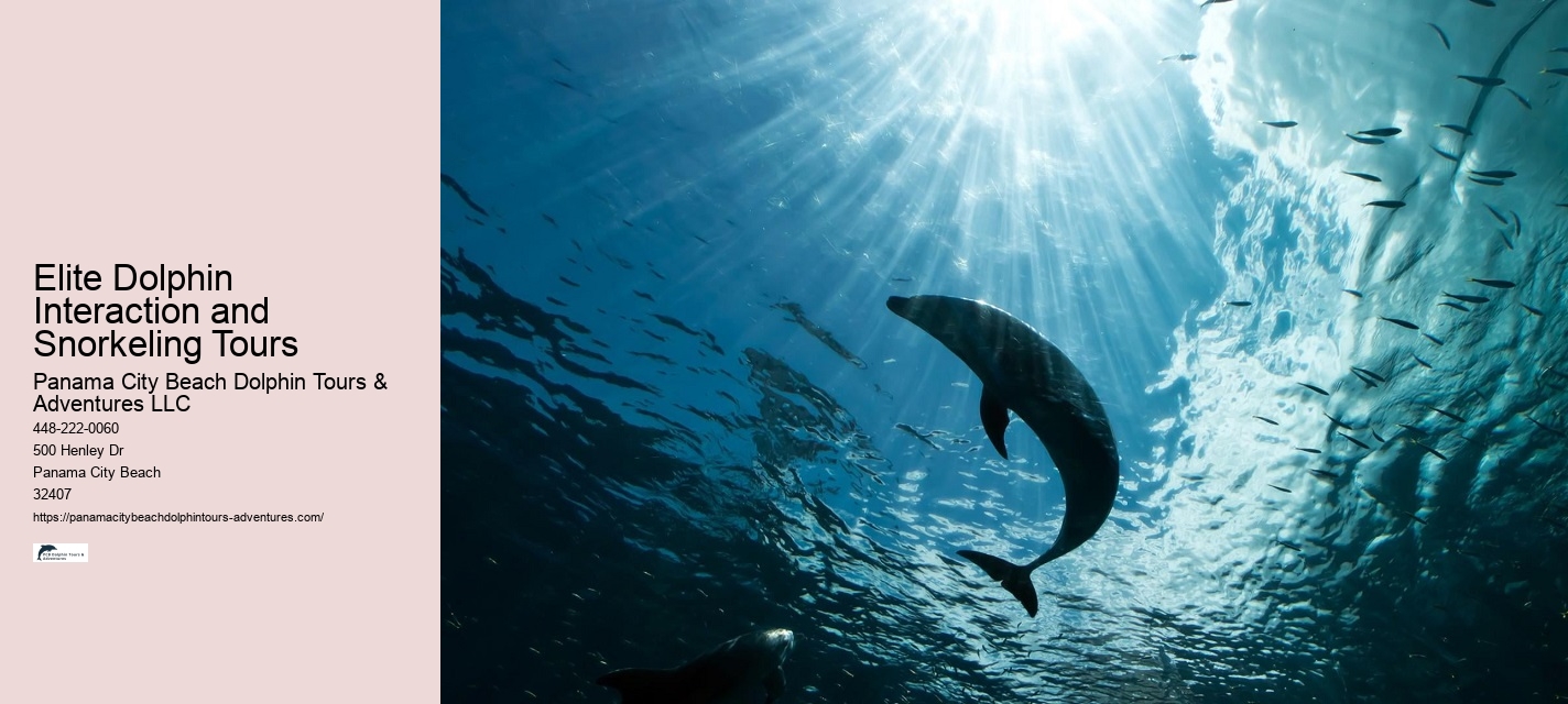 Best Place To See Dolphins In Florida