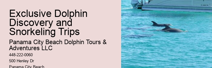 2 Hours Private Dolphin And Snorkeling Tours