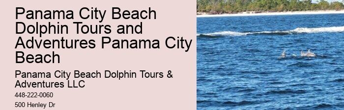 Snorkeling Excursions With Dolphin Sightings In Split