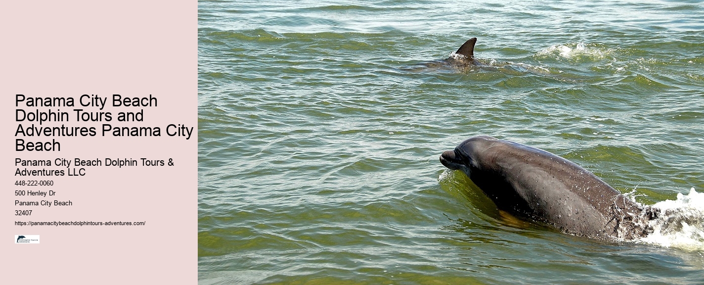 Where Is The Best Place To See Dolphins In The World