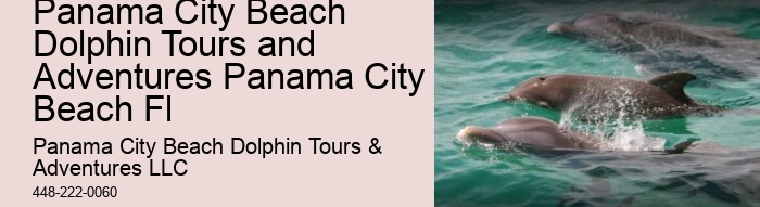 Tailored Dolphin Watching and Snorkeling Expeditions