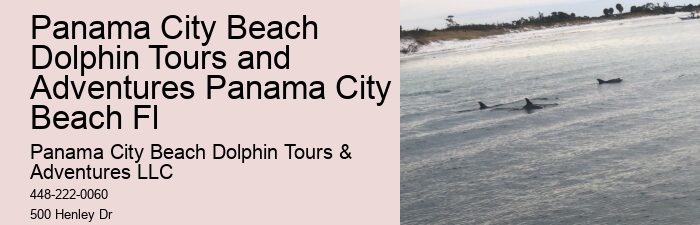 Premium Dolphin Watching with Snorkeling