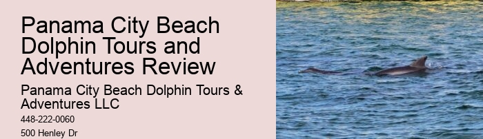 Intimate Dolphin Spotting with Snorkeling