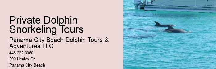 Dolphin Tours Redington Beach Fl