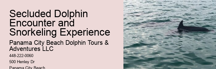 Split Immersive Snorkeling And Dolphin Experiences