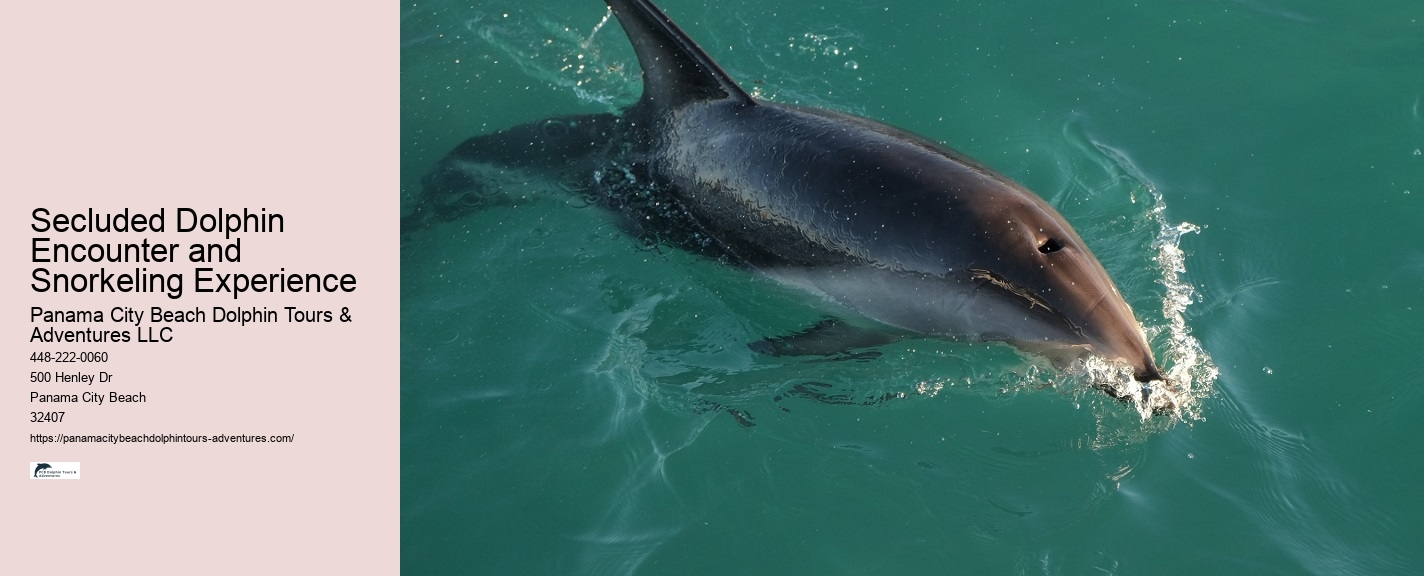 Luxury Dolphin Swim and Snorkeling Tours