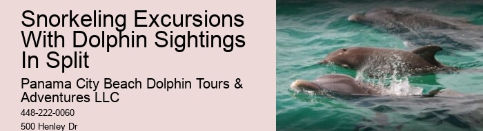 Individual Dolphin Discovery and Snorkeling