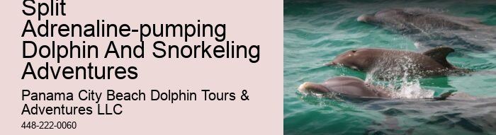 How Much Does It Cost To Swim With Dolphins In Panama City