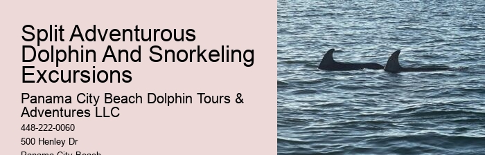 Salty Dogs Dolphin And Adventure Tours