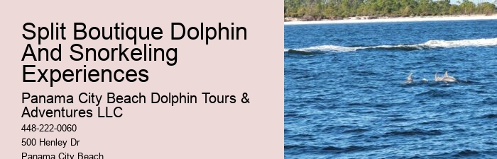 Split Dolphin Tour