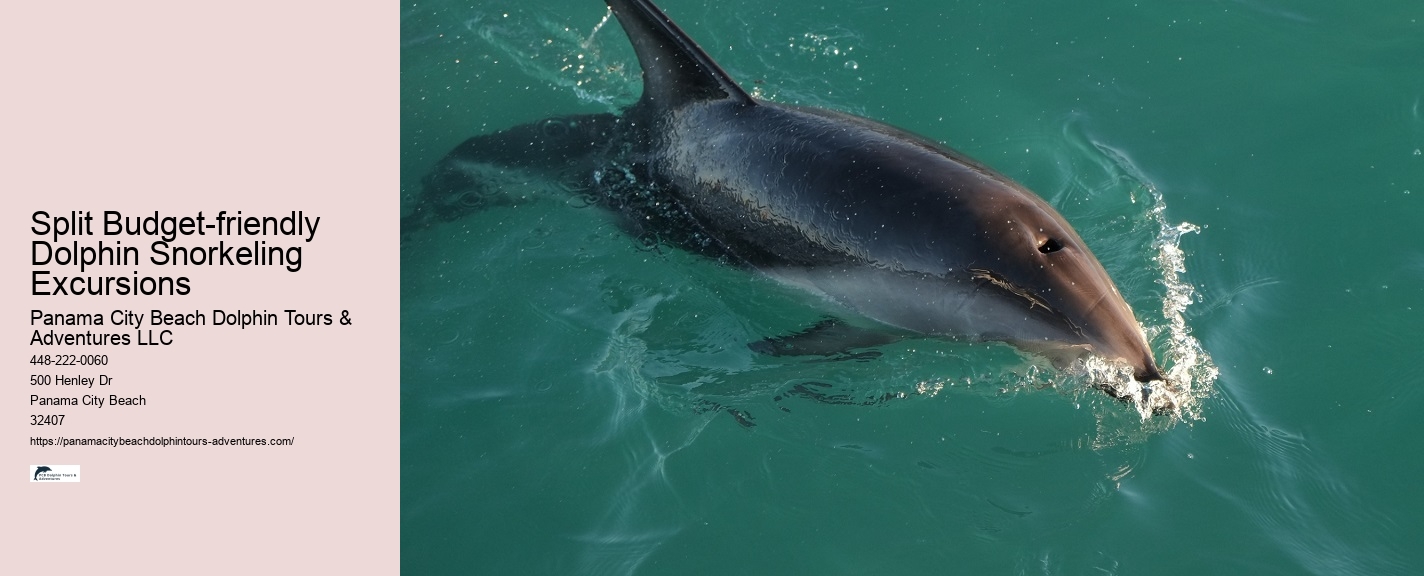 Why Do Dolphins Follow Boats