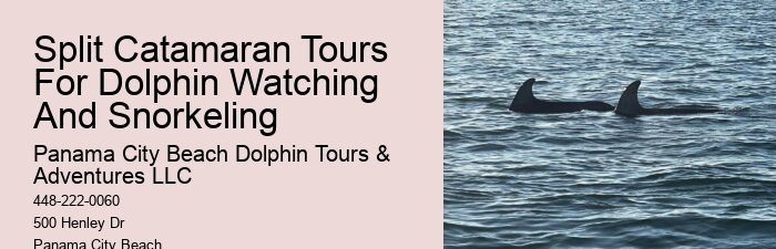 Can I feed the dolphins during the tour