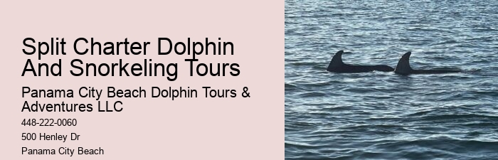Do Dolphins Swim With Humans