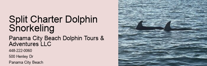Split Guided Snorkel And Dolphin Watching