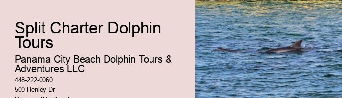 Best Sunset Dolphin Cruise Panama City Beach