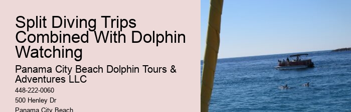 Premium Dolphin Expedition with Snorkeling