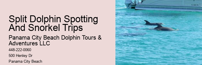 Split Private Snorkeling And Dolphin Watching Tours