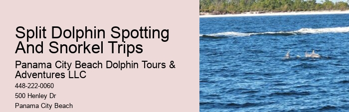 Best Places To See Wild Dolphins