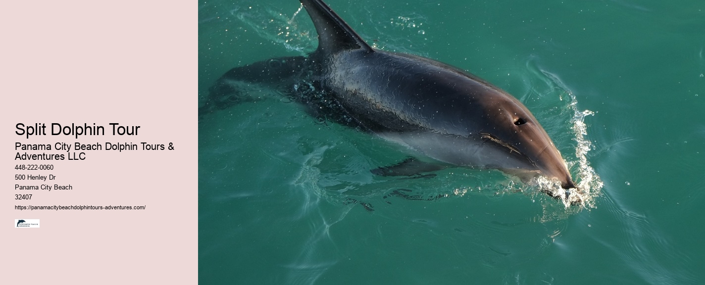 Dolphin Boat Cruises in Panama City Beach