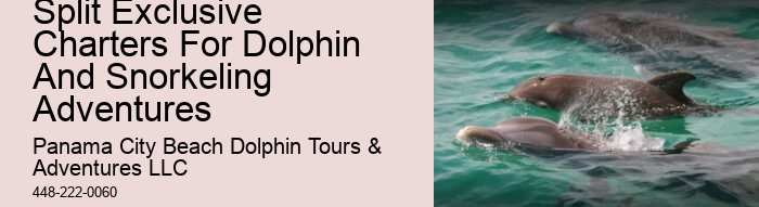 Split Sunrise Dolphin Watching And Snorkeling Trips