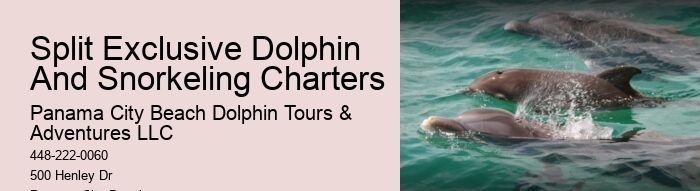Baby Dolphin Facts
