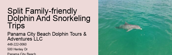 Bespoke Dolphin Spotting and Snorkeling Tours