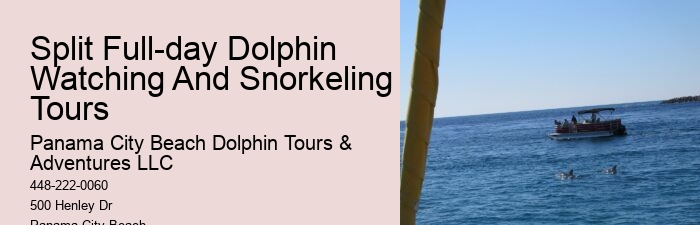 Are there any special events or themed tours for dolphin watching