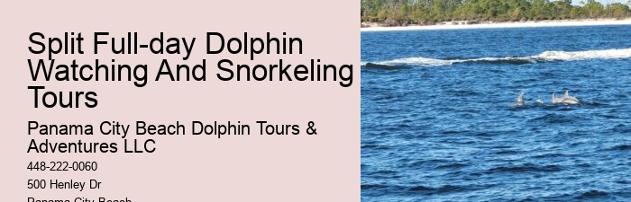 VIP Dolphin Spotting with Snorkeling