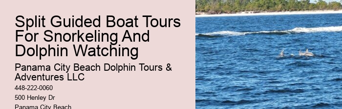 PCB Dolphin Watching Experiences