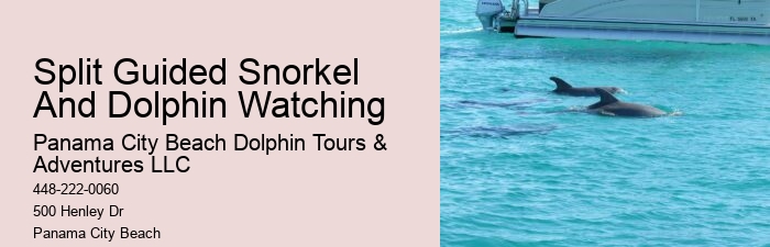Tailored Dolphin Expedition with Snorkeling