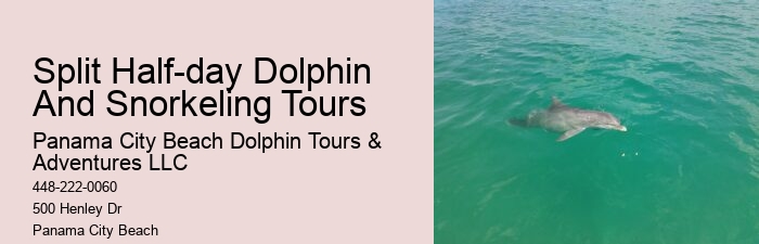 Which Beach Has The Most Dolphins