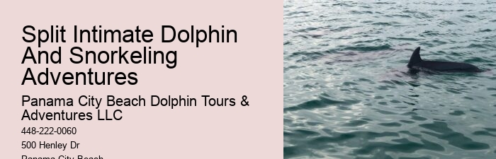 Split Vip Dolphin Watching And Snorkeling Tours