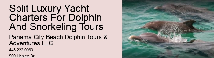 Dolphin And Snorkeling Tours In Split