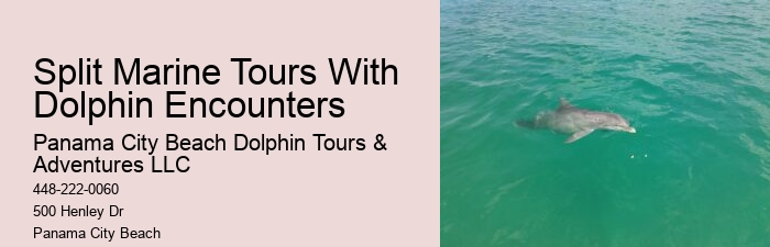 Dolphin Excursions at PCB