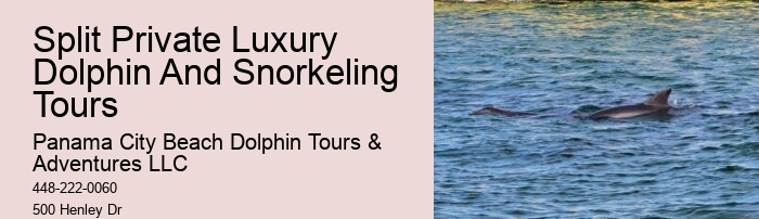 Dolphin Snorkeling